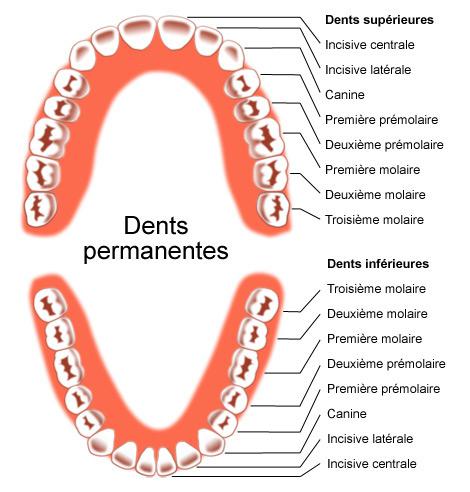 Schéma dentition adulte